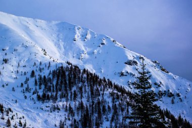 İtalya 'nın Vicenza ilindeki Asiago platosunda çam ağaçları, bulutlar ve dağ tepeleriyle karlı Alp manzarası