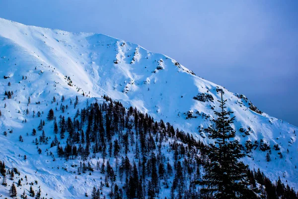 Alpiene Besneeuwde Landschap Met Pijnbomen Wolken Bergtoppen Het Asiago Plateau — Stockfoto