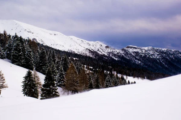 Alpiene Besneeuwde Landschap Met Pijnbomen Wolken Bergtoppen Het Asiago Plateau — Stockfoto