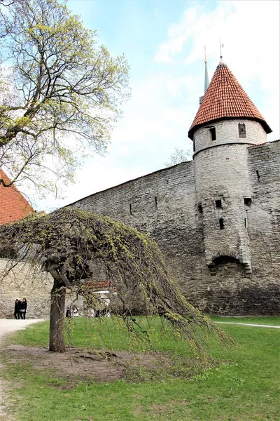Tallinn Estonsko Květen2014 Věž Starobylé Pevnostní Zdi Pozadí Jarní Oblohy — Stock fotografie