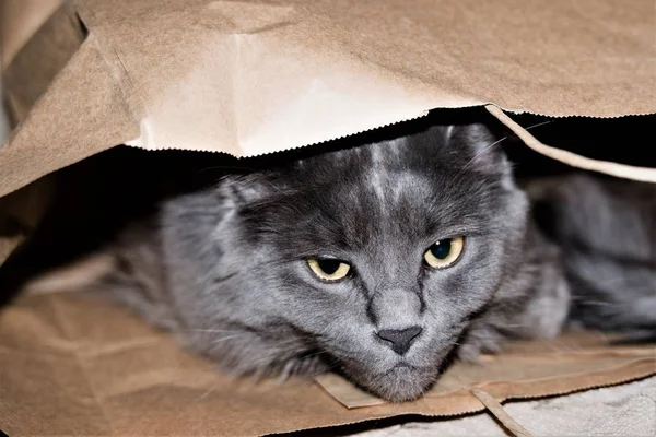 Kedi bir kese kağıdının içinde mavi.. 