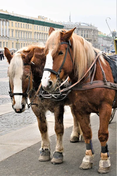 ロシアのサンクトペテルブルク 2019年12月 広場で観光客を待っている2つのベイ悲しい馬 — ストック写真