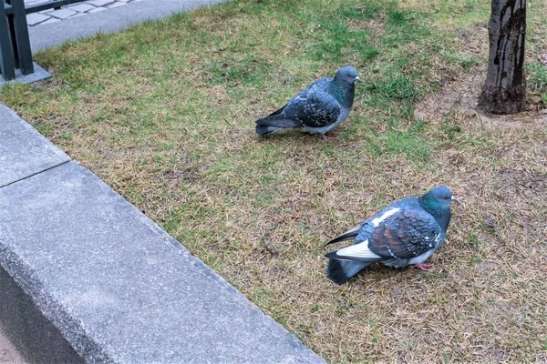 Petersburg Russia December 2019 Large Gray City Pigeons Lawn Winter — 스톡 사진