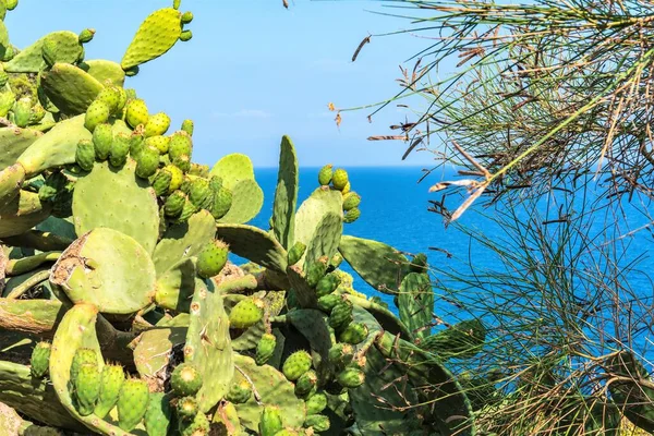 Tossa de Mar, İspanya, Ağustos 2018. Deniz ve gökyüzünün arka planında dikenli armutların olgunlaşmış meyveleri.