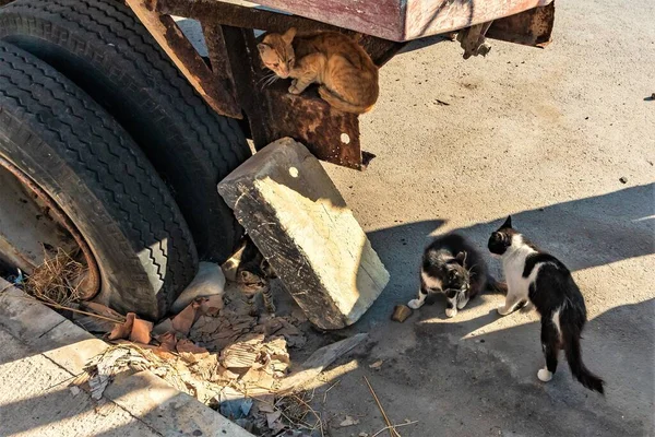 Marsaxlokk, Malta, Ağustos 2020. Malta kedileri eski bir kamyonun yanında.