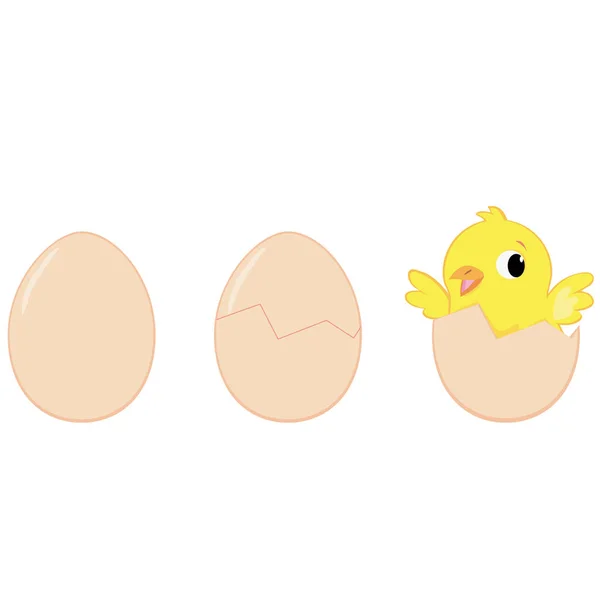 Process Hatching Chicken Egg — Stock Vector