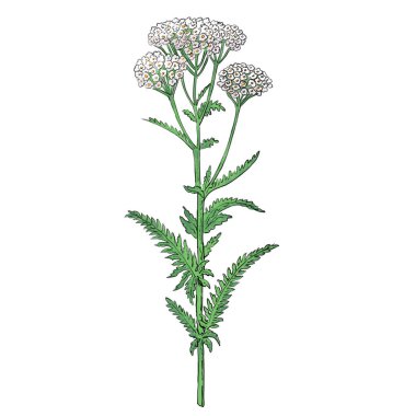 Achillea millefolium halk arasında 