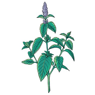 mor çiçekli yeşil nane bitkisi