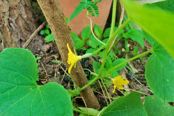Wachstum Von Gurkenpflanzen Anbau Von Thailändischen Gurken — Stockfoto