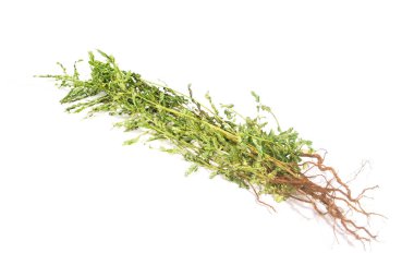 Beyaz arka planda yaprakların altındaki çocuklar.