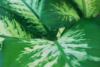 Yeşil ve beyaz çizgilerin arkaplanı