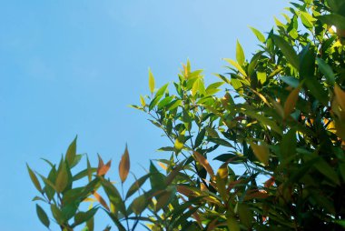 Yeşilli yeşil yaprağın arka planı.