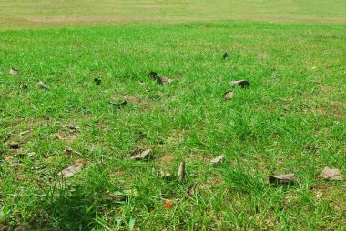 Kuru yapraklı yeşil çimen arka plan.