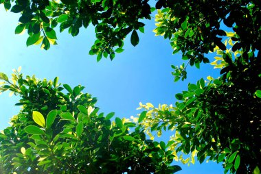 Yeşilli yeşil yaprağın arka planı.