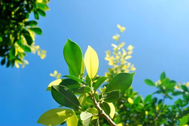 Yeşilli yeşil yaprağın arka planı.
