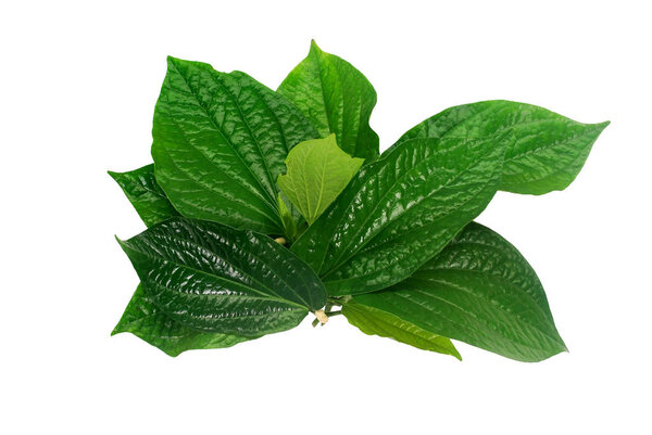 Chaplo leaves on white background.(with Clipping Path).