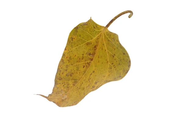 La hoja de Bodhi es la única cosa que comunica al Buda de —  Fotos de Stock