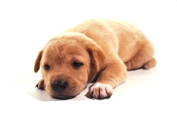 Thai Brown Puppy White Background — Stock Photo, Image