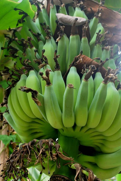 Gatunki Bananów Tajlandii Jasny Zielony Surowy Banan — Zdjęcie stockowe