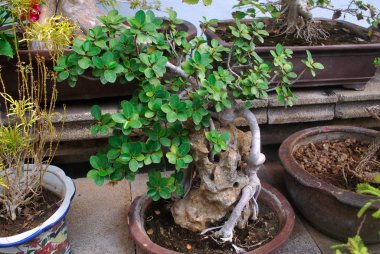 Büyük ağaçların süs bitkilerine dönüştürülmesi.