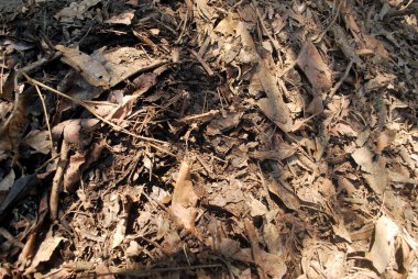 Yapraklardan gelen organik gübre kendilerini mayalamak için. Kendi kendine düşen doğal kuru yapraklar..;