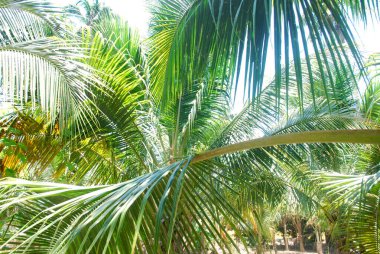 Hindistan cevizi tarlası, nektar, tropik bölgelere ekilmiş, yabancı ülkelere ihraç edilmiş..