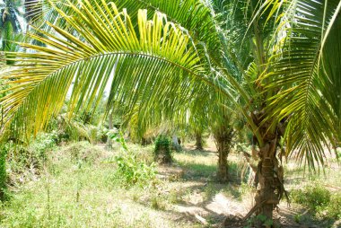 Hindistan cevizi tarlası, nektar, tropik bölgelere ekilmiş, yabancı ülkelere ihraç edilmiş..