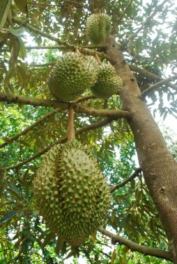 Mon Thong Durian 'ın tropikal Tayland' da yetiştirilmesi.