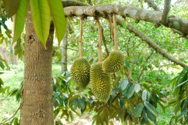 Mon Thong Durian 'ın tropikal Tayland' da yetiştirilmesi.