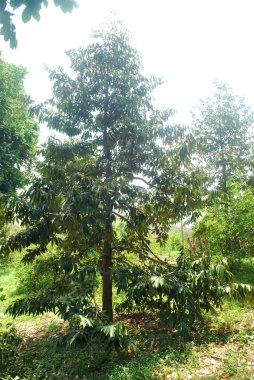 Mon Thong Durian 'ın tropikal Tayland' da yetiştirilmesi.