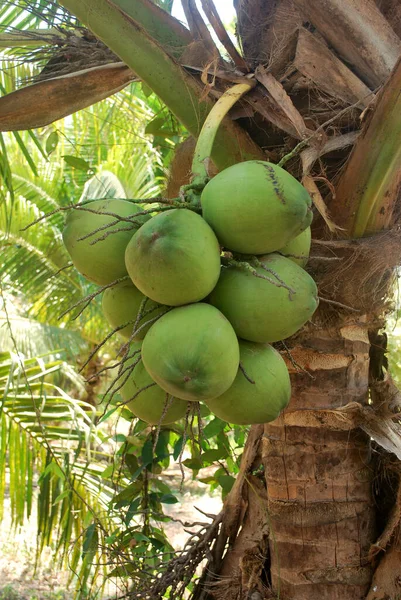 Plantacja Kokosów Nektar Sadzone Tropikach Eksportowane Innych Krajów — Zdjęcie stockowe