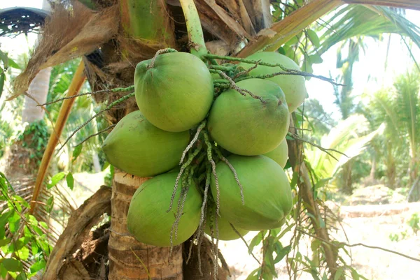 Plantation Noix Coco Nectar Planté Sous Les Tropiques Exporté Vers — Photo