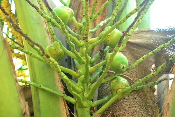 Kokosnussplantage Nektar Den Tropen Gepflanzt Ins Ausland Exportiert — Stockfoto