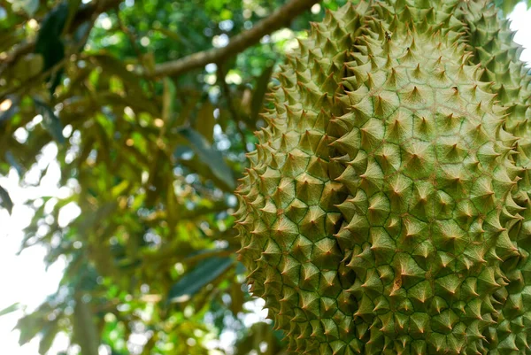 Uprawa Mon Thong Durian Tropikalnej Tajlandii — Zdjęcie stockowe