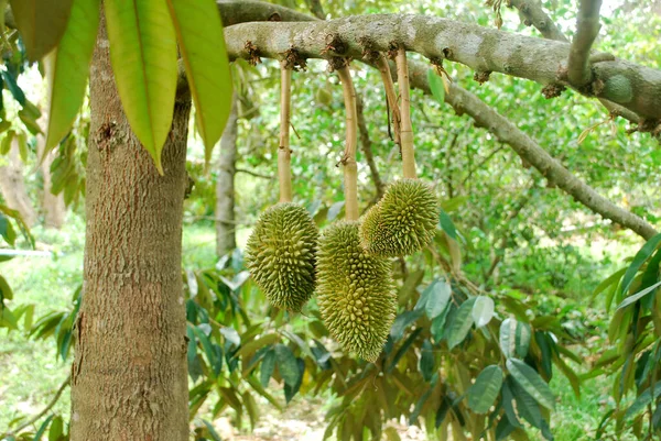 Uprawa Mon Thong Durian Tropikalnej Tajlandii — Zdjęcie stockowe