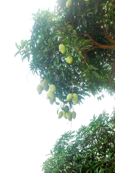 Nieskończoność Szczęście Mango Rośnie Ogólnie Tropikach Hhite Tle — Zdjęcie stockowe