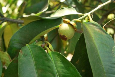 Mangosteen ağacı küçük bir çocuk doğuruyor..