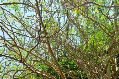 Moringa tohumları yemek ve ilaç için kapsüllerdir..