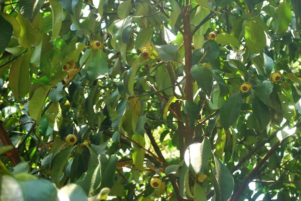 Mangosteenboom Baart Een Jong Kind — Stockfoto