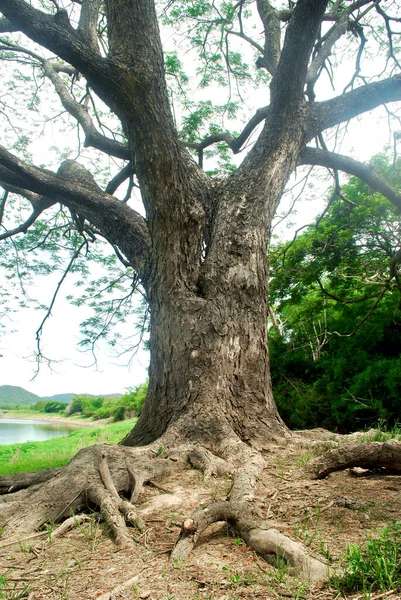 Chamchuri Gałęzie Drzew Bujne Tropikalne Drzewa Orzeźwiające — Zdjęcie stockowe