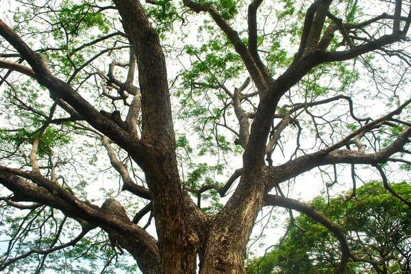 Дерево Чамчжури Буйні Тропічні Дерева Відсвіження — стокове фото