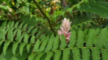 Yağmur ormanları yeşil arka plan, eğreltiotu ağaçları bahçede.