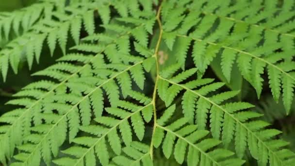 Green fern stem, rainforest plant trees. — ストック動画