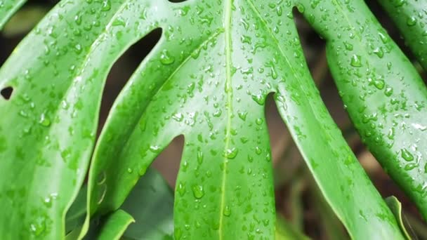 Krople wody na zielonych liściach roślin tropikalnych, tło natury. — Wideo stockowe