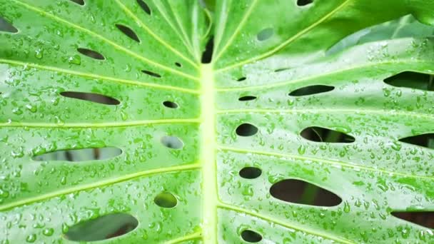 Regenwald üppige Laubstruktur, feuchtes grünes Blatt ot monstera. — Stockvideo