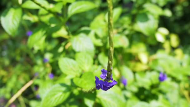 Tropical green leaves plant stem. con flores púrpuras . — Vídeos de Stock