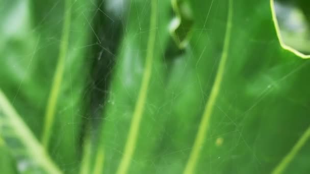 Fondo abstracto de tela de araña en hoja verde . — Vídeo de stock