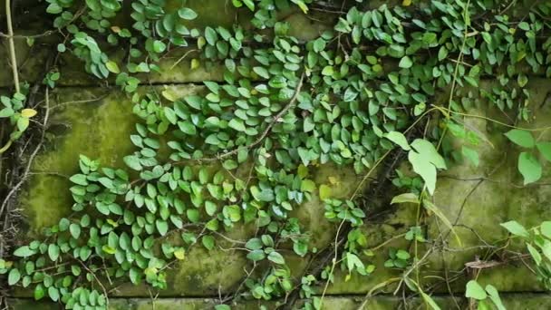Ivy creeper rostliny na zdi. — Stock video
