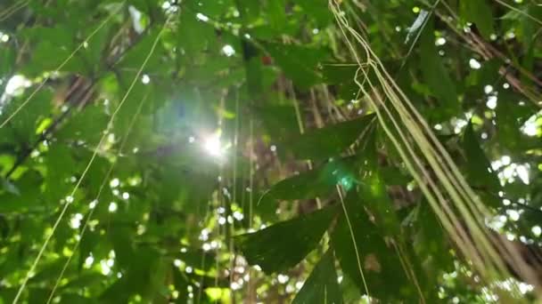 Sluneční světlo se třpytí v zeleném listí stromu. — Stock video