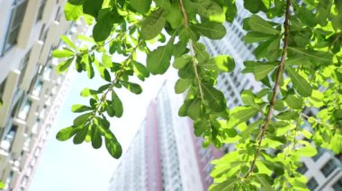 Arka planda yüksek binalar olan ağacın altına bak.